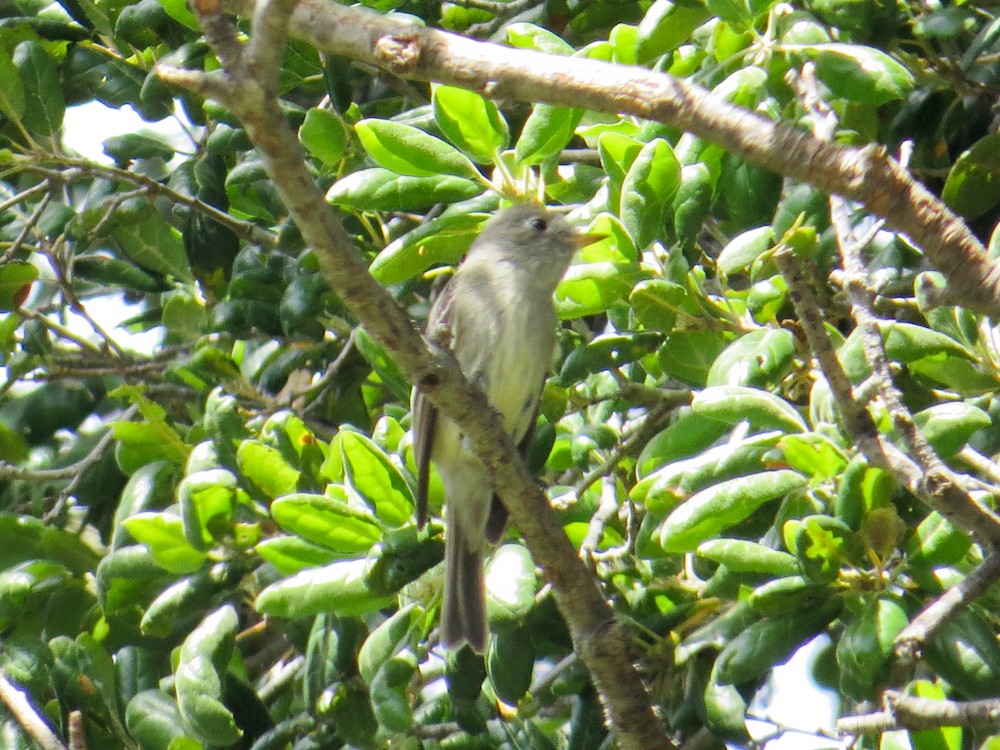 Hammond's Flycatcher - ML440549181