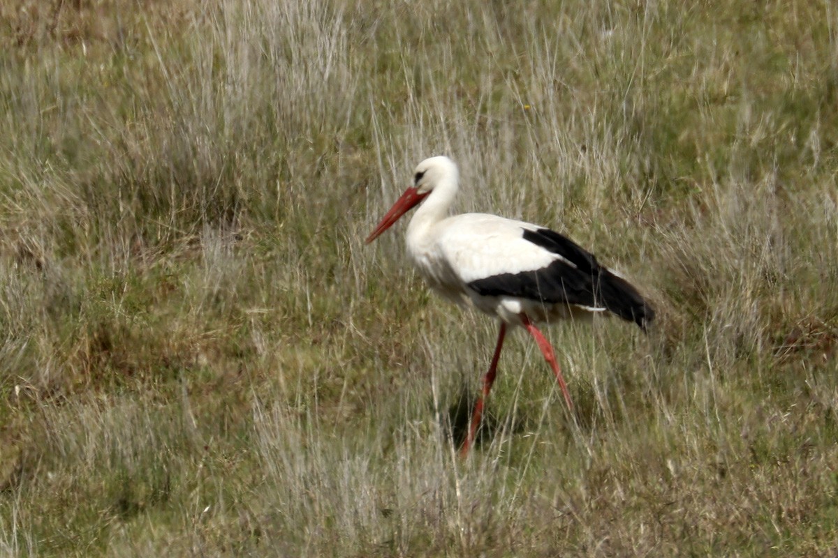 Cigüeña Blanca - ML440551721