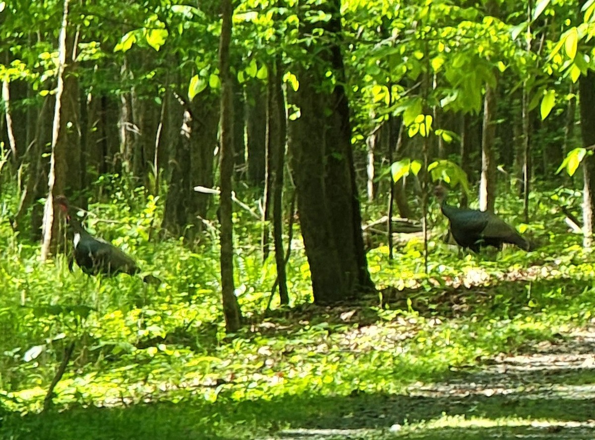 Wild Turkey - ML440552021