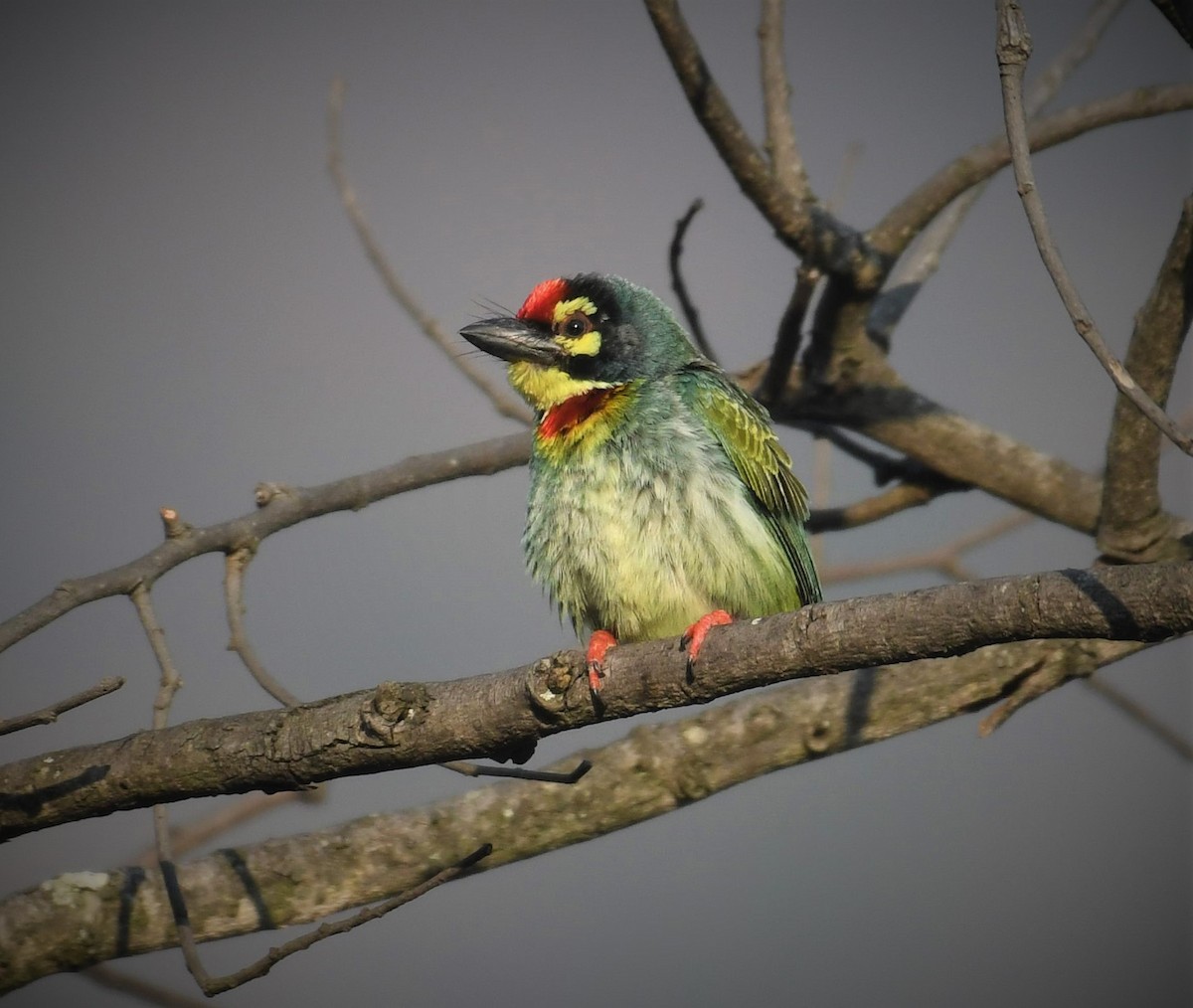 Coppersmith Barbet - ML440553281