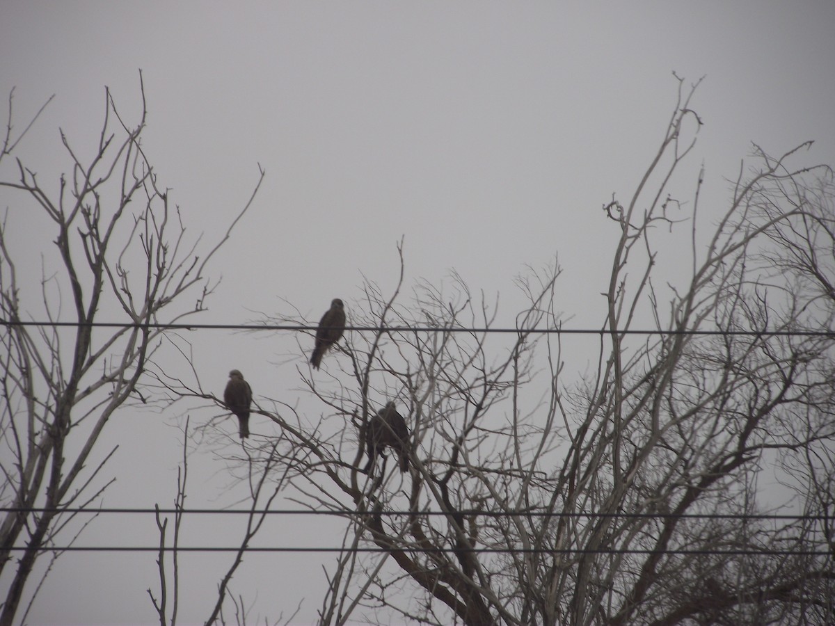 Black Kite - ML440553861