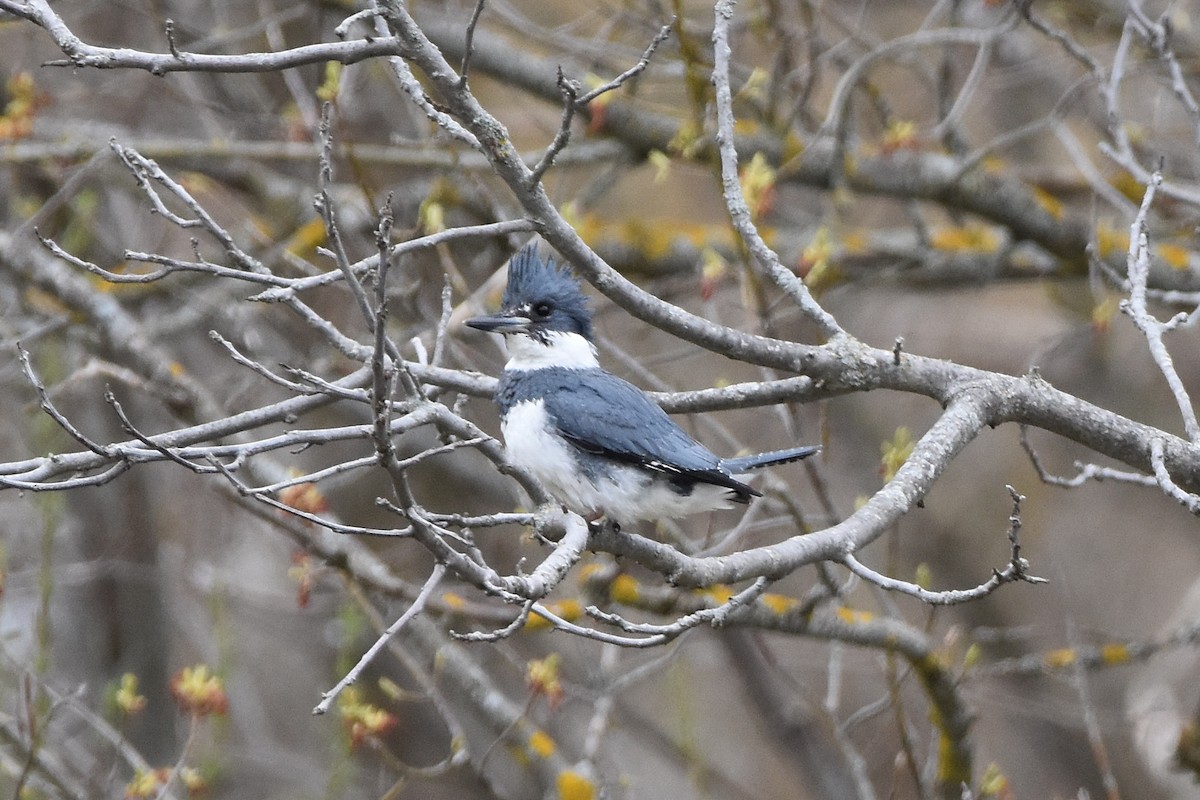 Belted Kingfisher - ML440554261