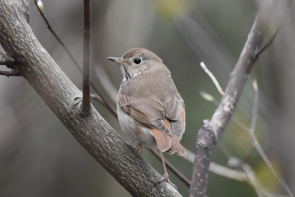 Hermit Thrush - ML440554311