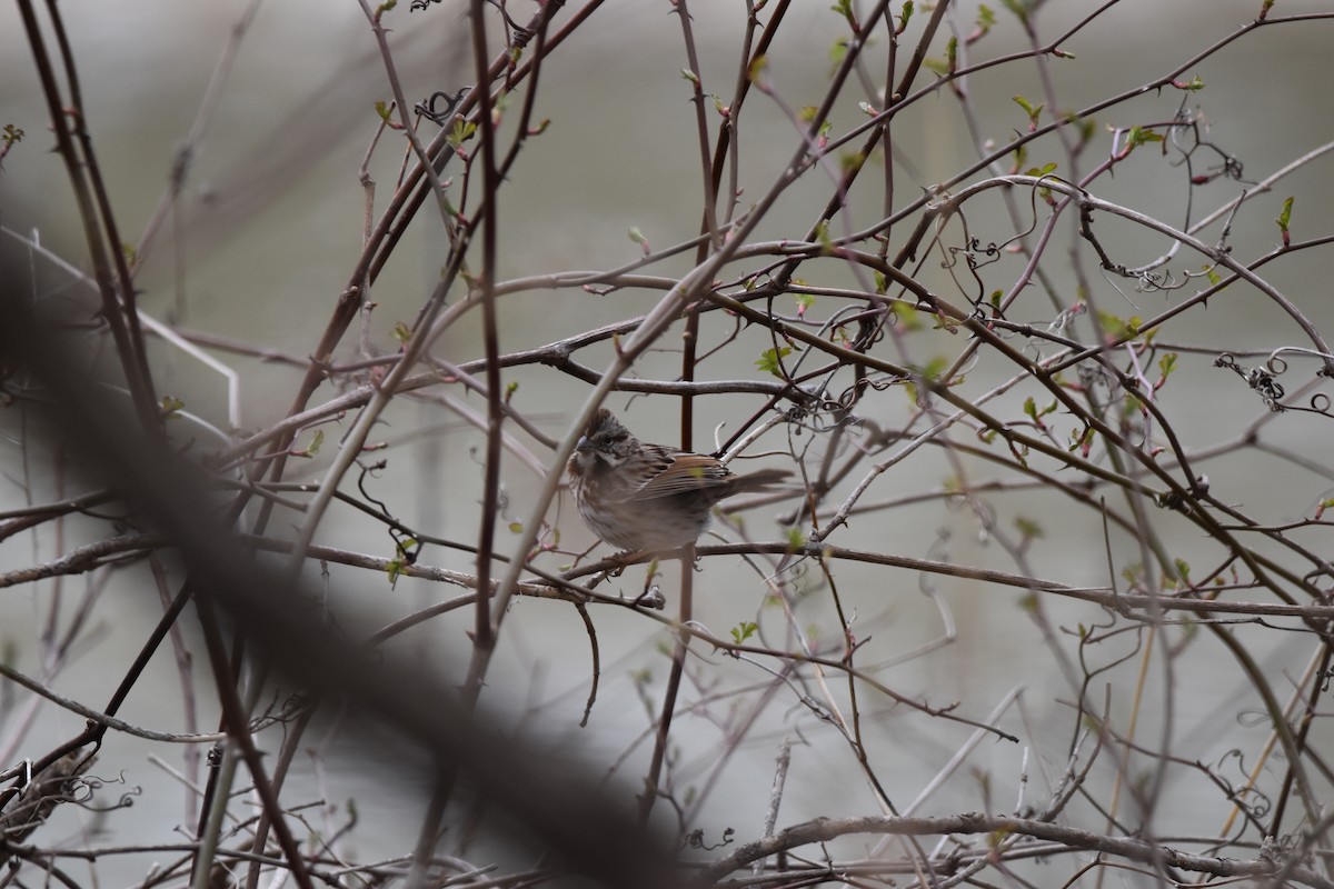 Song Sparrow - ML440554491