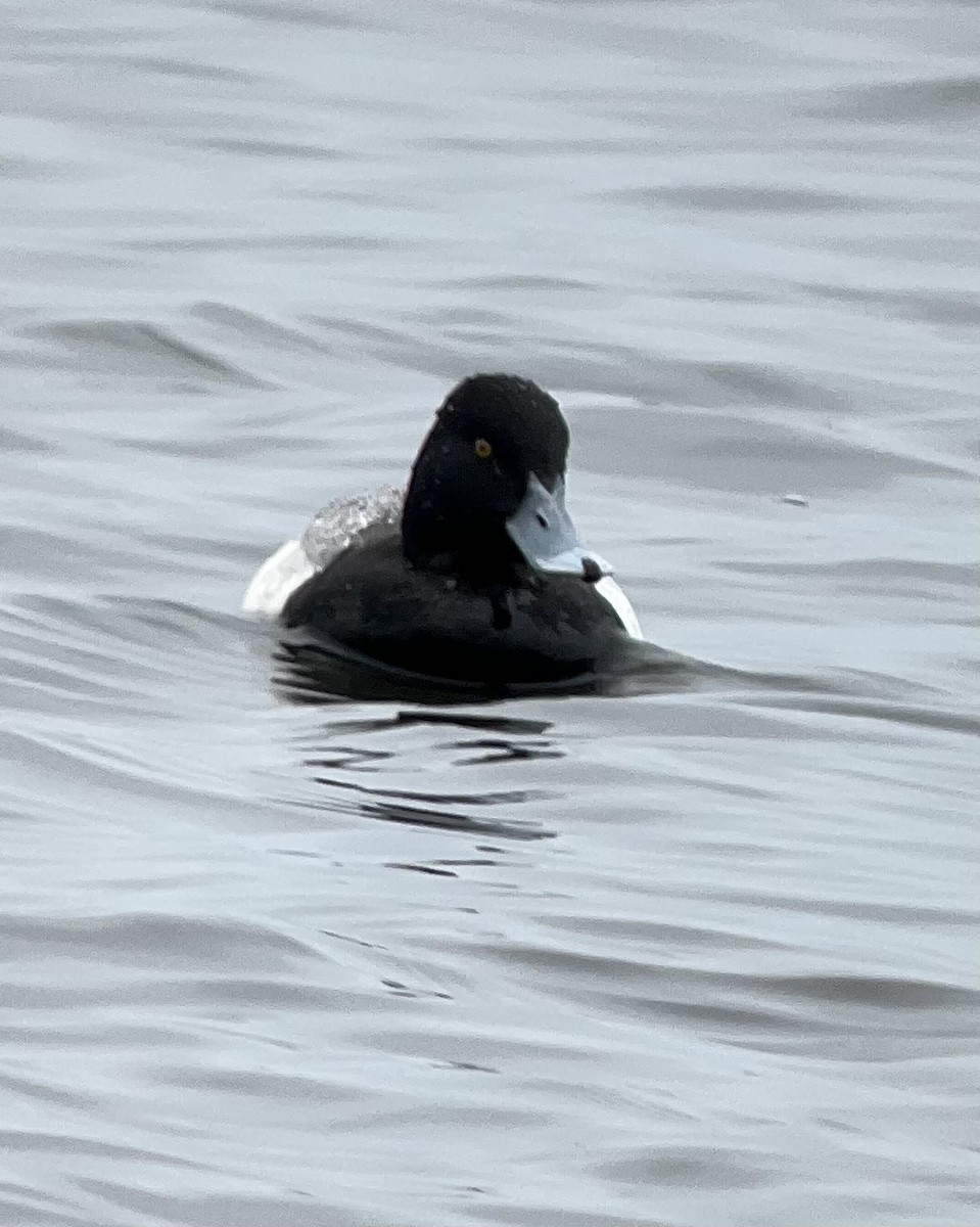 Lesser Scaup - ML440554941