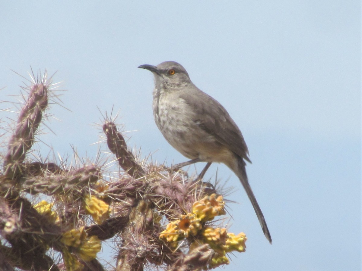 Curve-billed Thrasher - ML440556951
