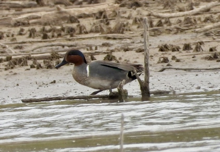 Green-winged Teal - ML440559851