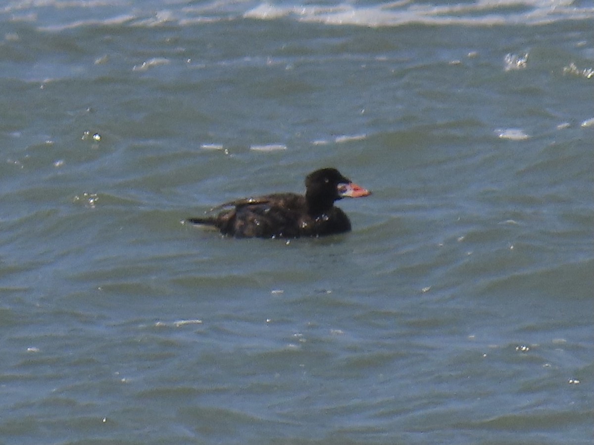 Surf Scoter - ML440560081