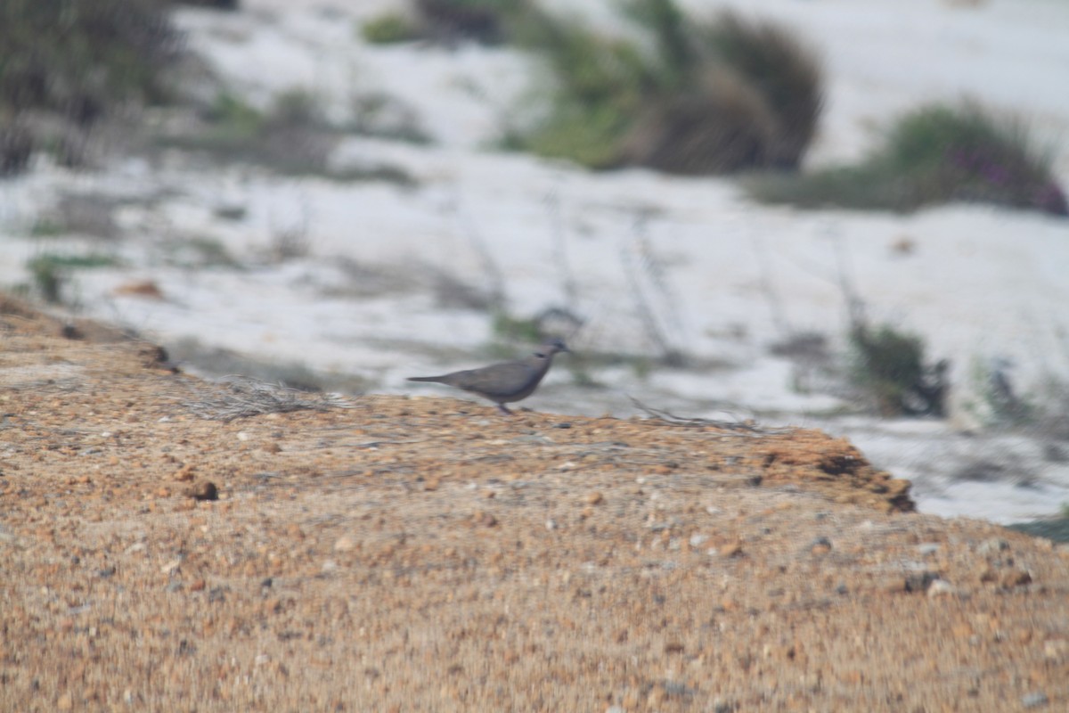 Red-eyed Dove - ML44056051