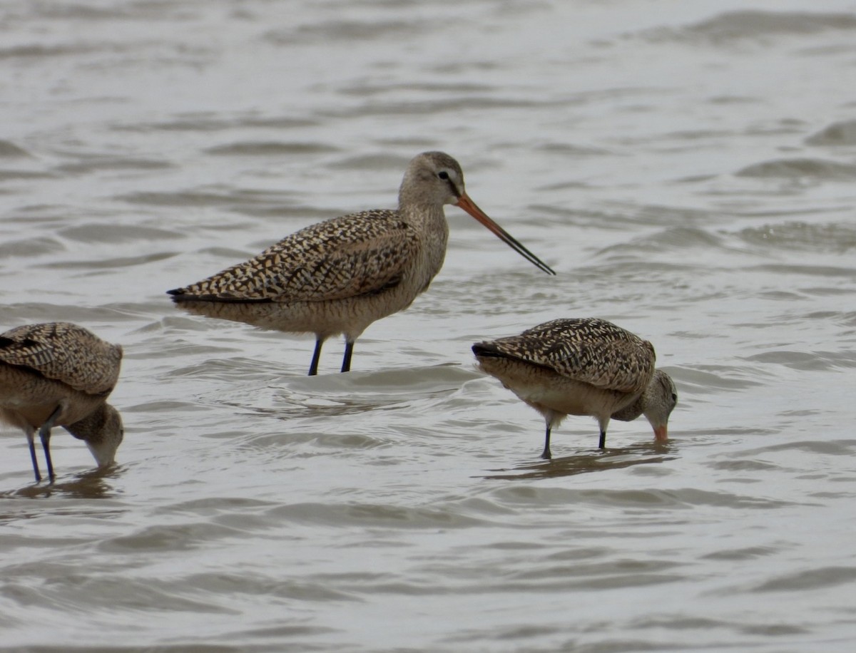 Marbled Godwit - ML440560611