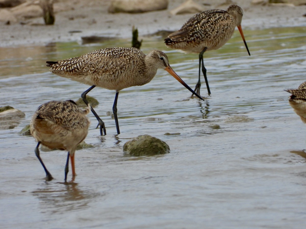 Marbled Godwit - ML440560641