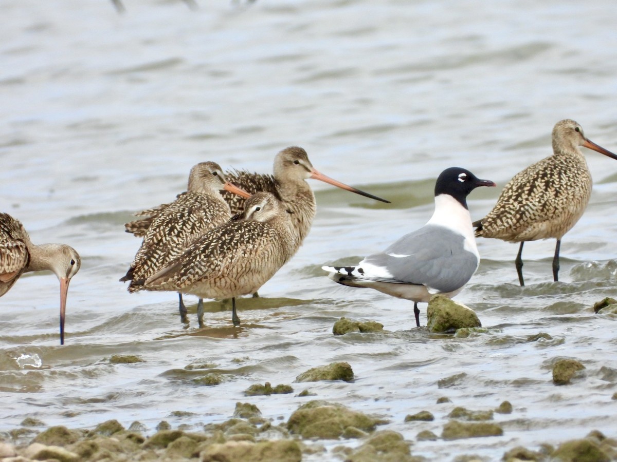 Marbled Godwit - ML440560661