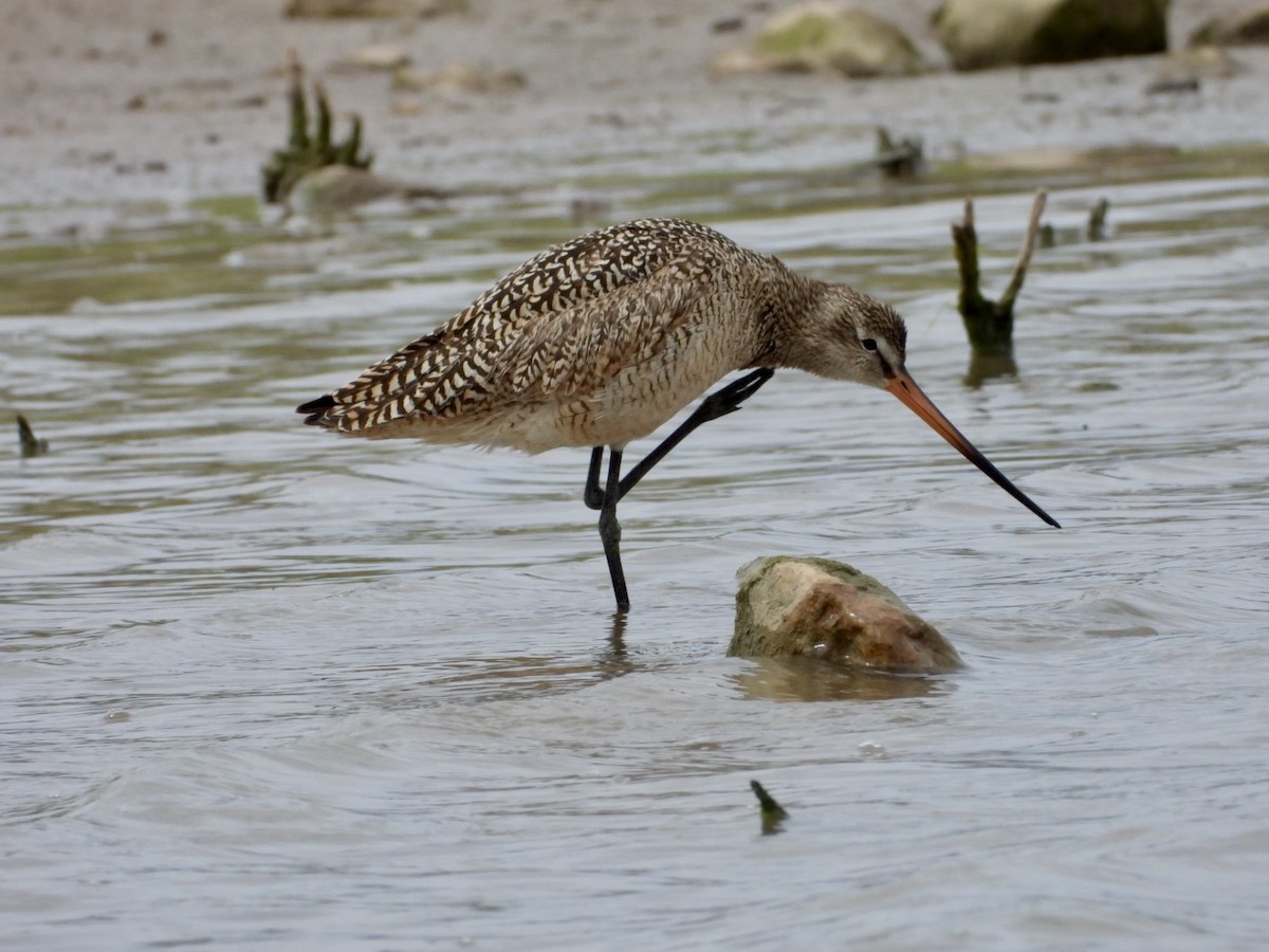 Marbled Godwit - Christopher Daniels