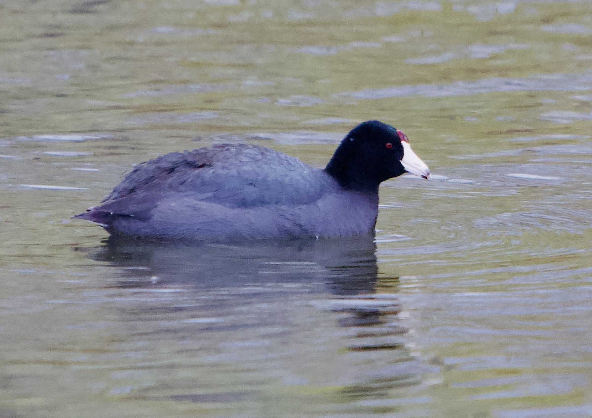 American Coot - Levi Charles