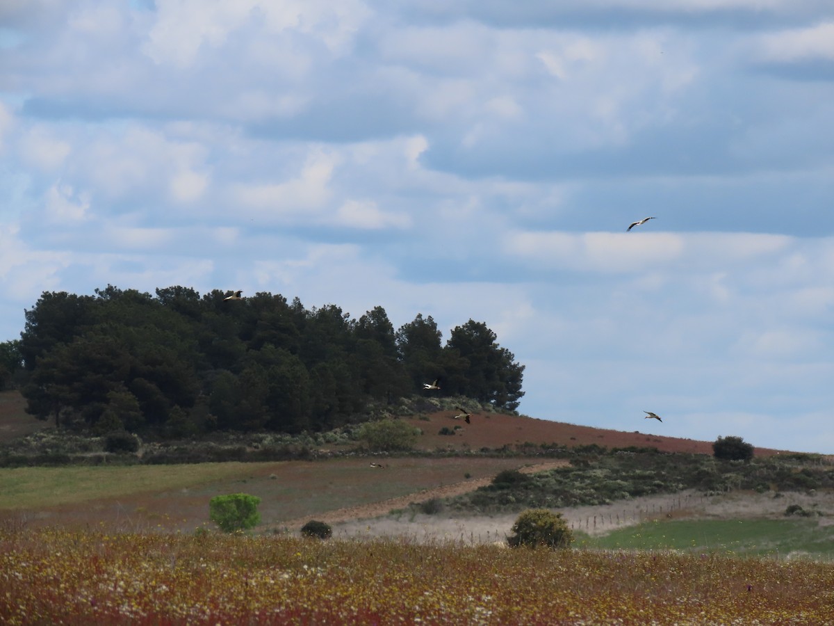 White Stork - ML440561581