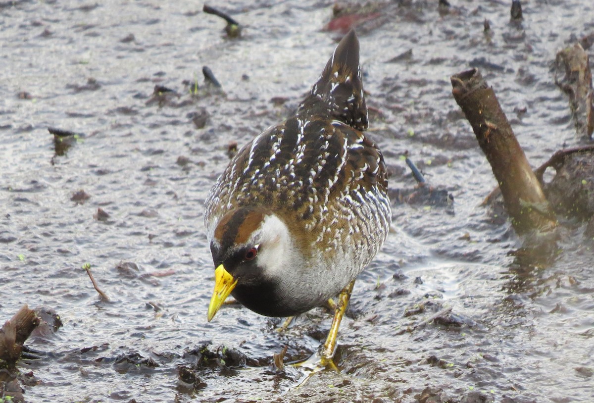 Sora - shelley seidman