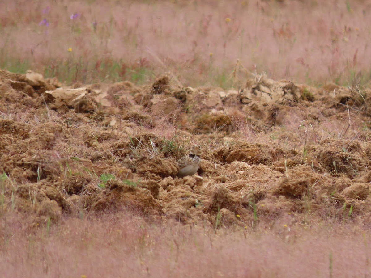 Calandra Lark - Antonio Monteiro