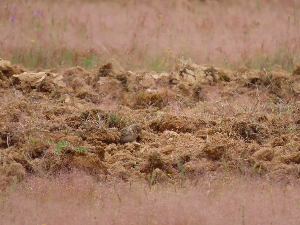 Calandra Lark - Antonio Monteiro