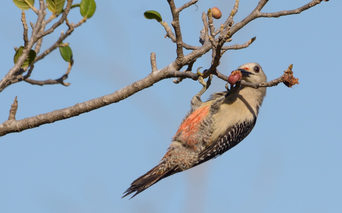 Golden-fronted Woodpecker (Velasquez's) - ML440562311