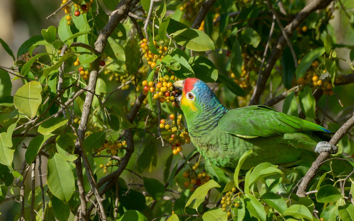 Red-lored Parrot - Luis Trinchan