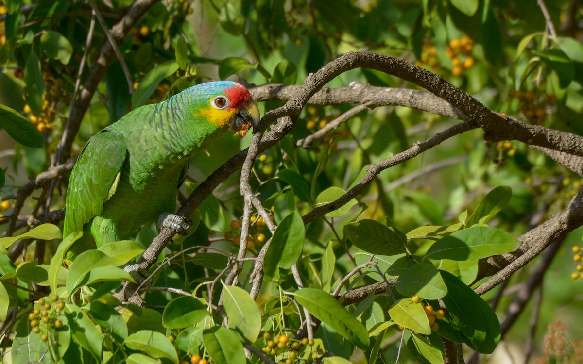 Red-lored Parrot - Luis Trinchan