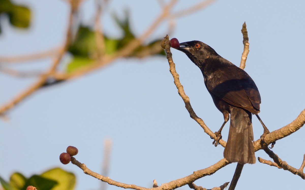 Bronzed Cowbird - ML440563671