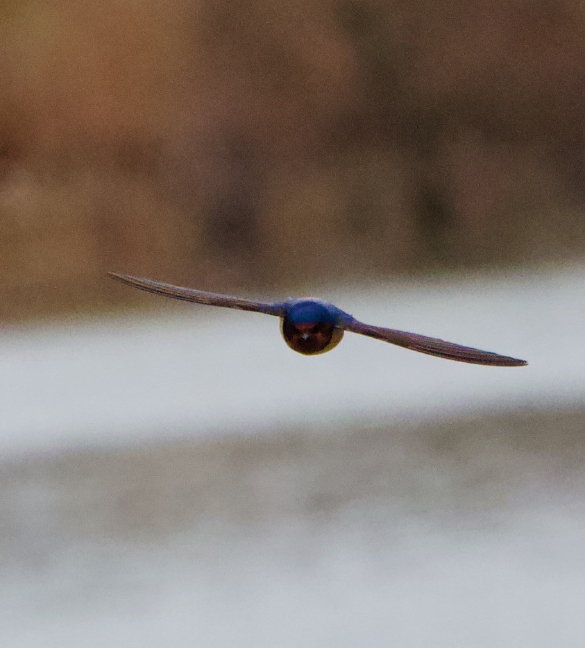 Northern Rough-winged Swallow - ML440563971
