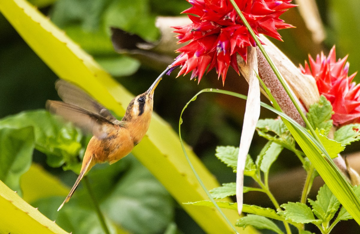 kolibřík malý - ML440564301
