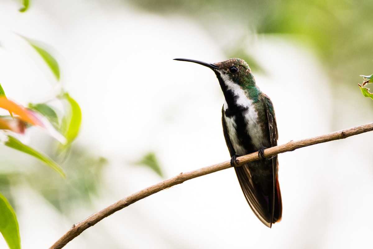 kolibřík tropický - ML440564471