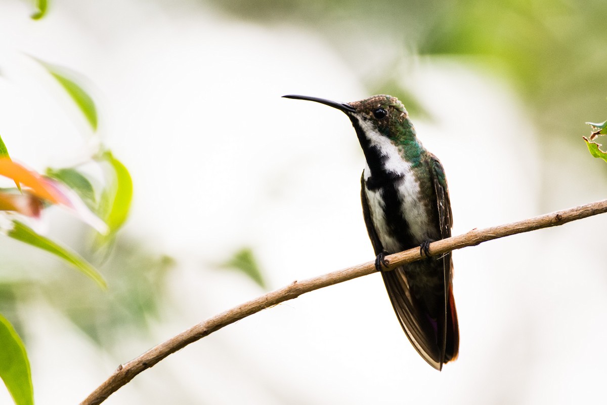 Black-throated Mango - ML440564471