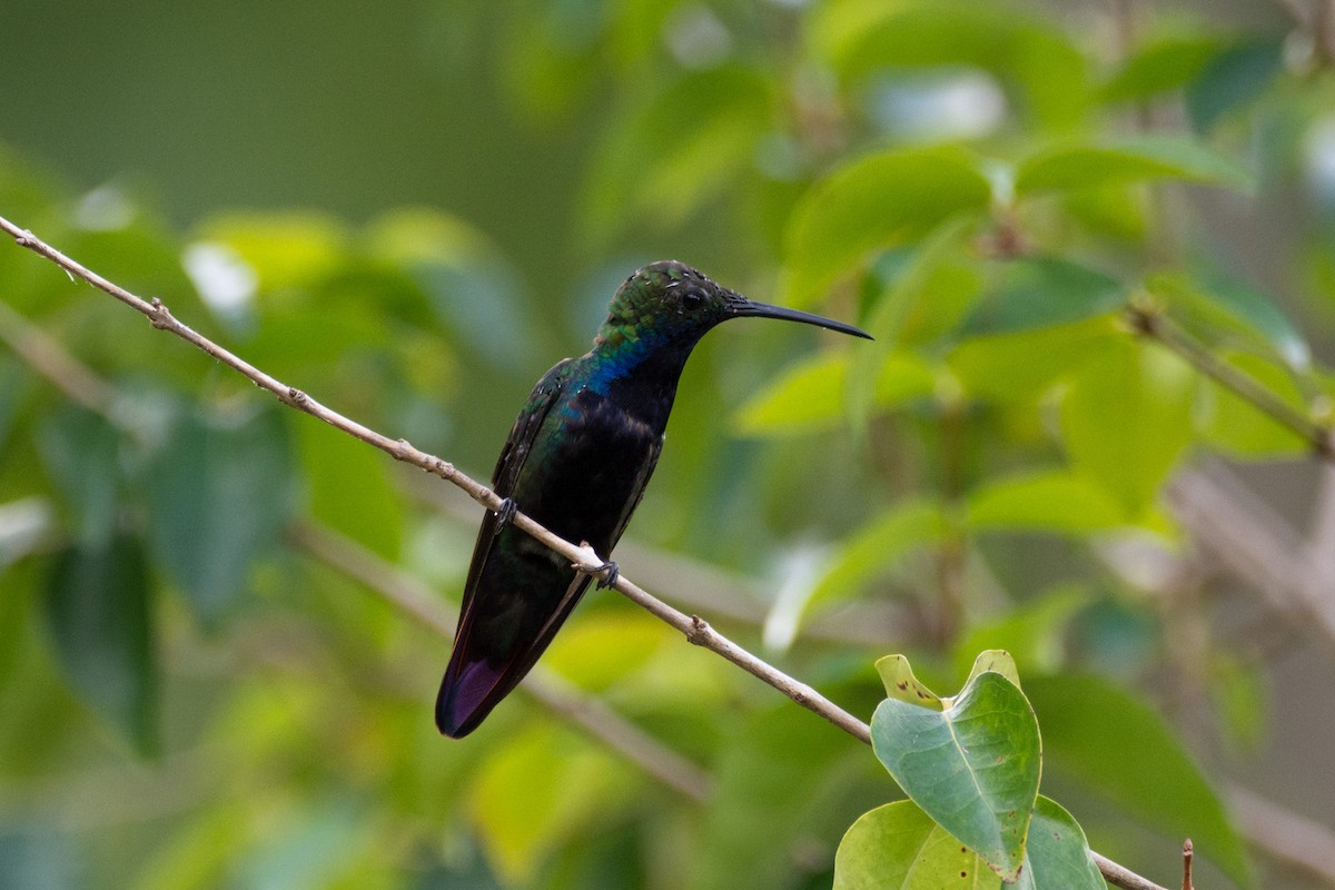 Black-throated Mango - ML440564491