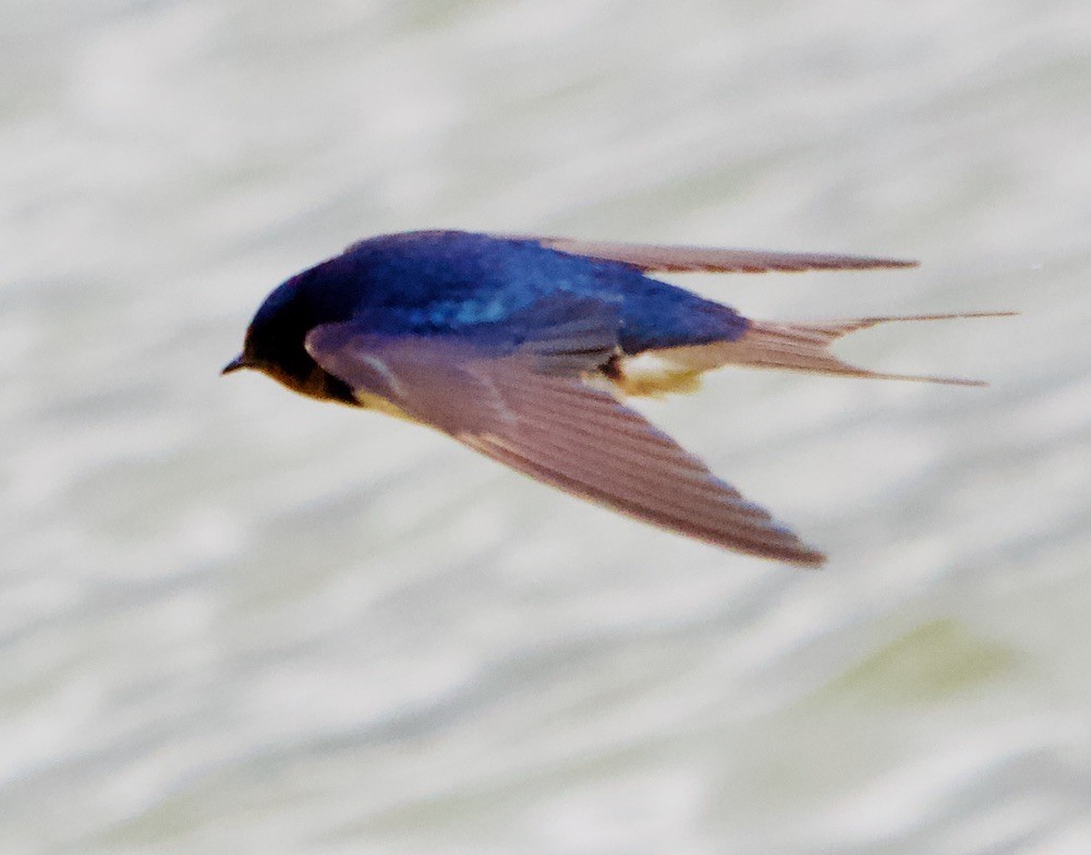 Hirondelle à ailes hérissées - ML440564621