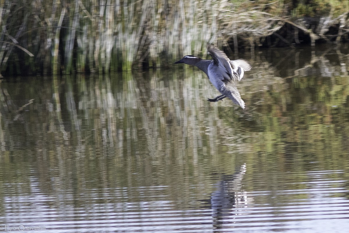 Garganey - ML440565161