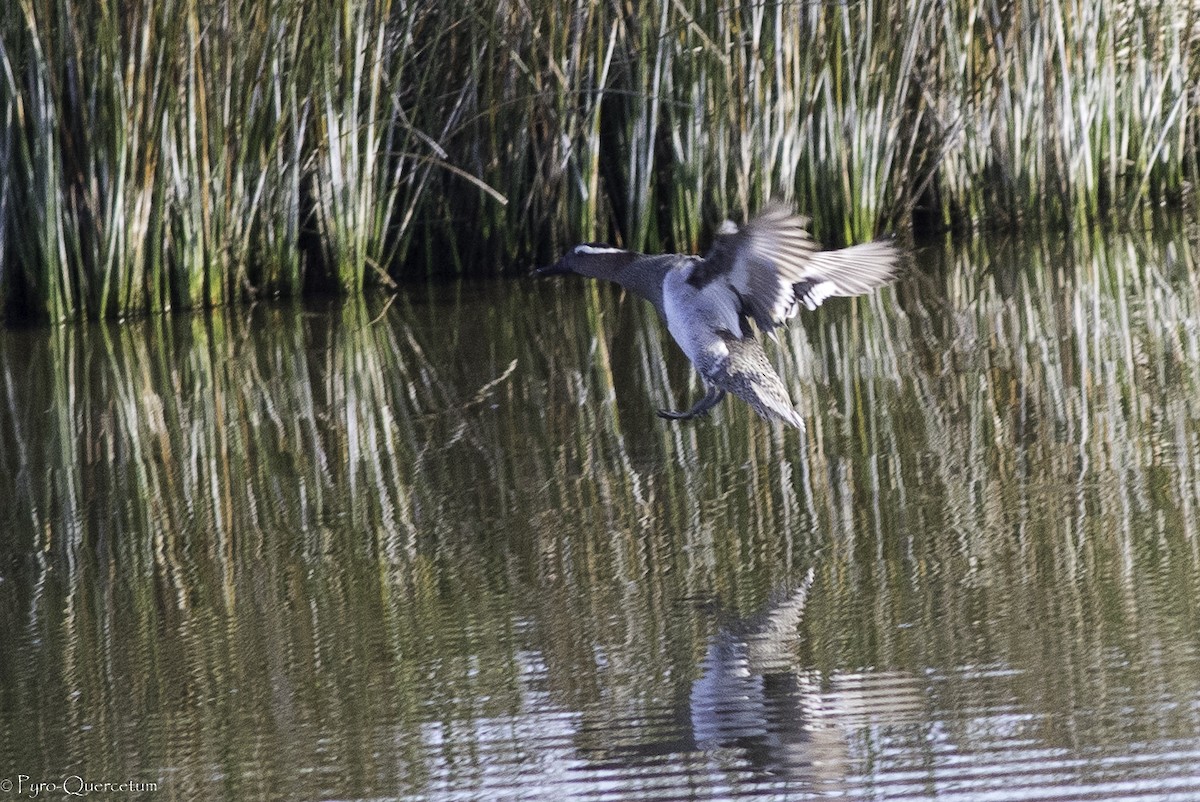 Garganey - ML440565171