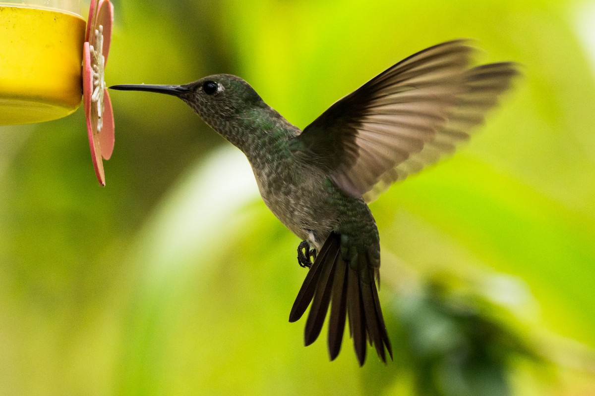 Colibrí Apagado - ML440565371