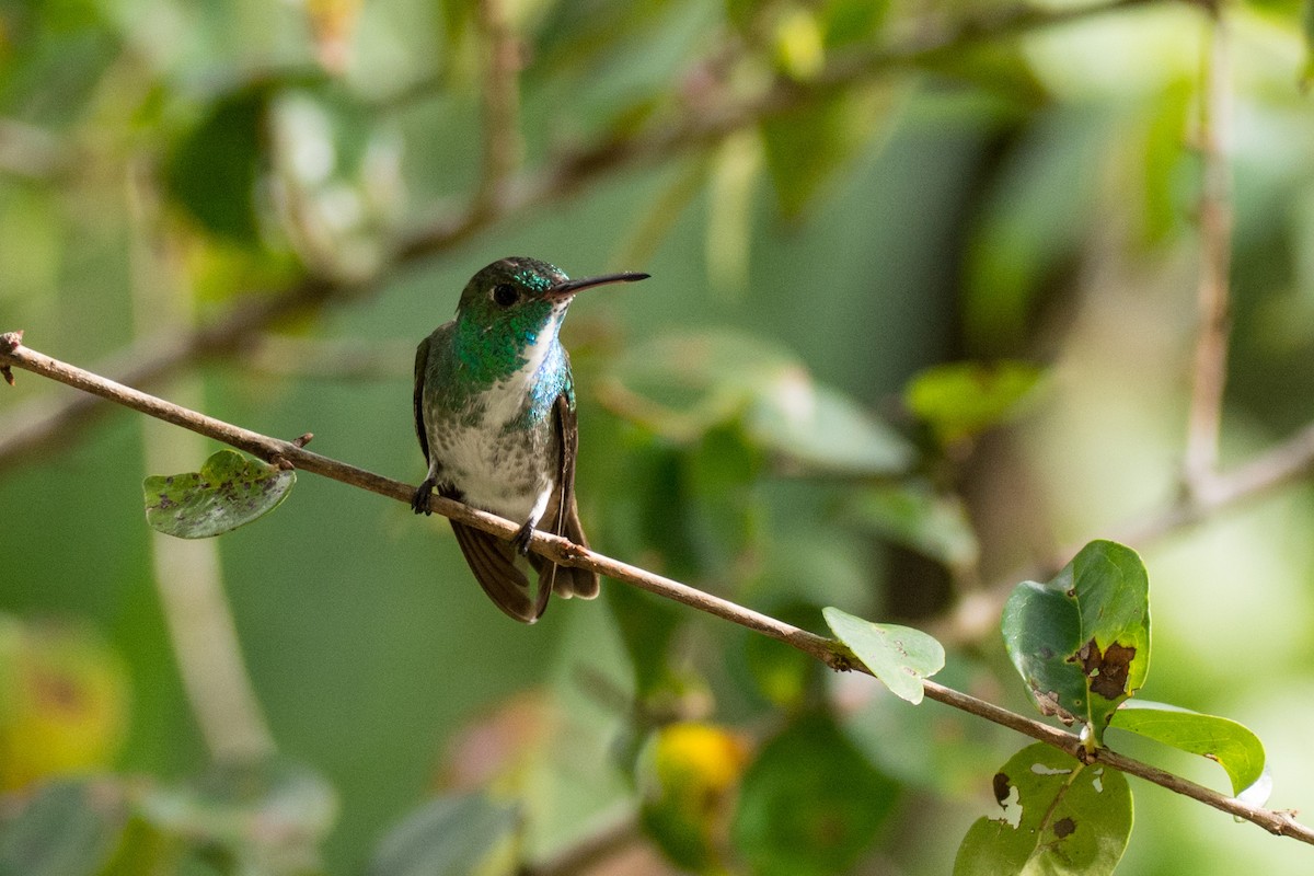 Versicolored Emerald - Eduardo Vieira 17