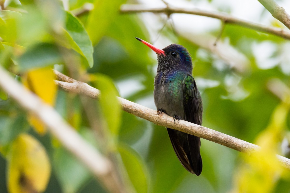 White-chinned Sapphire - Eduardo Vieira 17