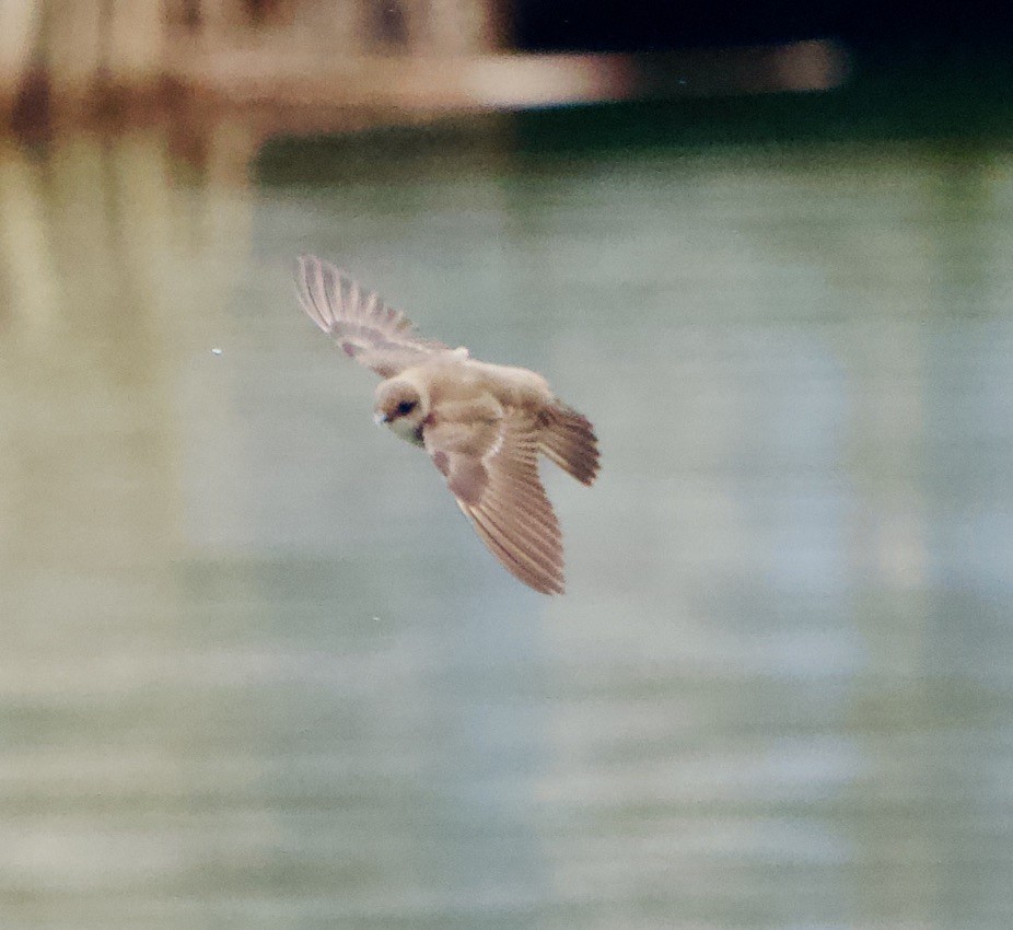 Northern Rough-winged Swallow - ML440566381