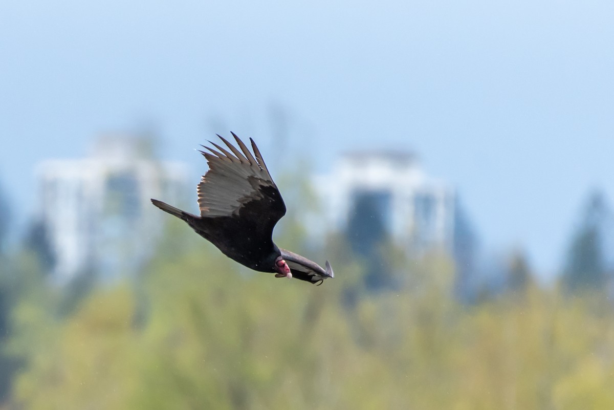 Turkey Vulture - ML440566461