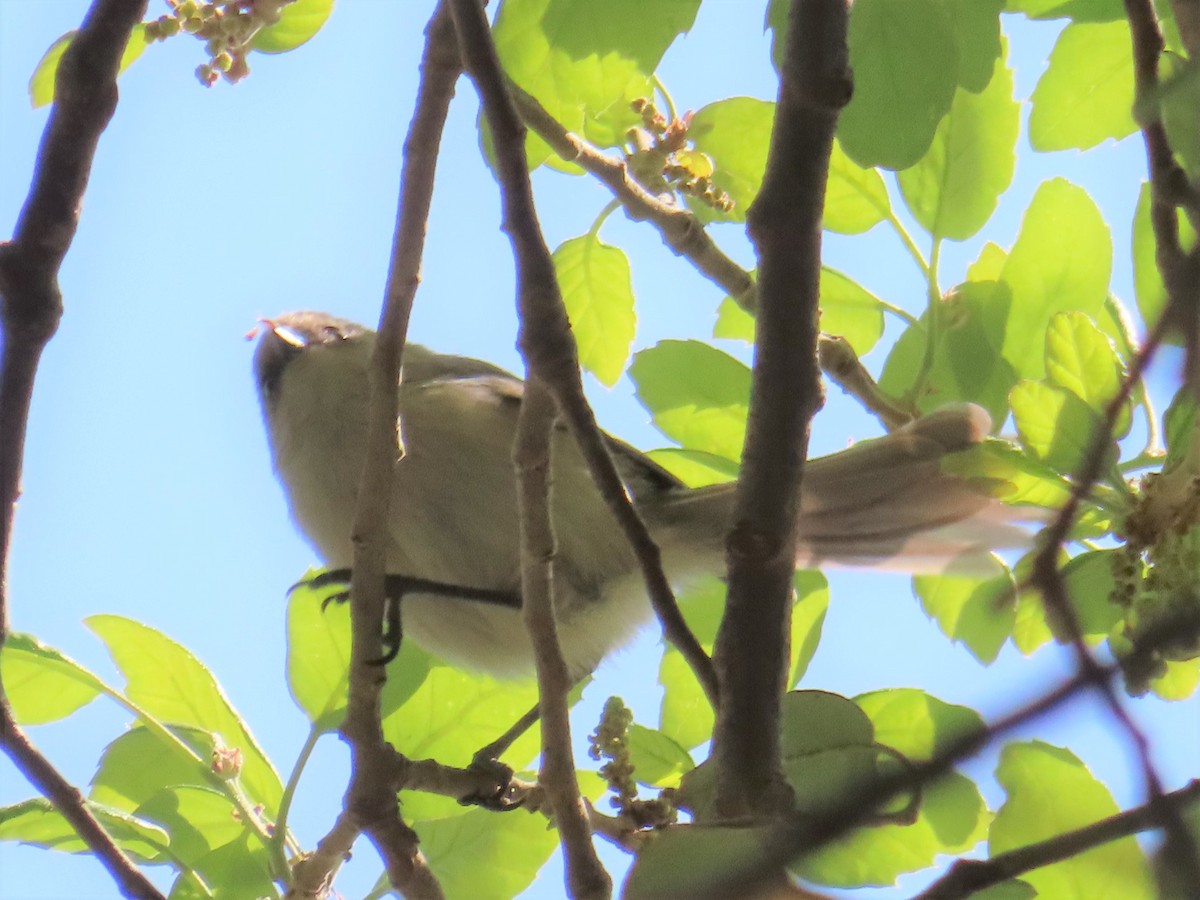 Bushtit - ML440566501