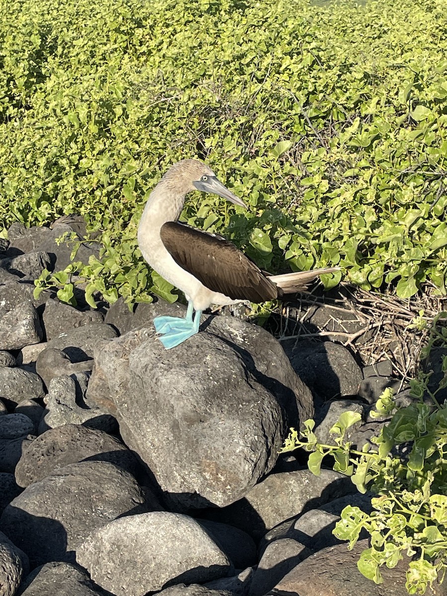 Blue-footed Booby - ML440566721