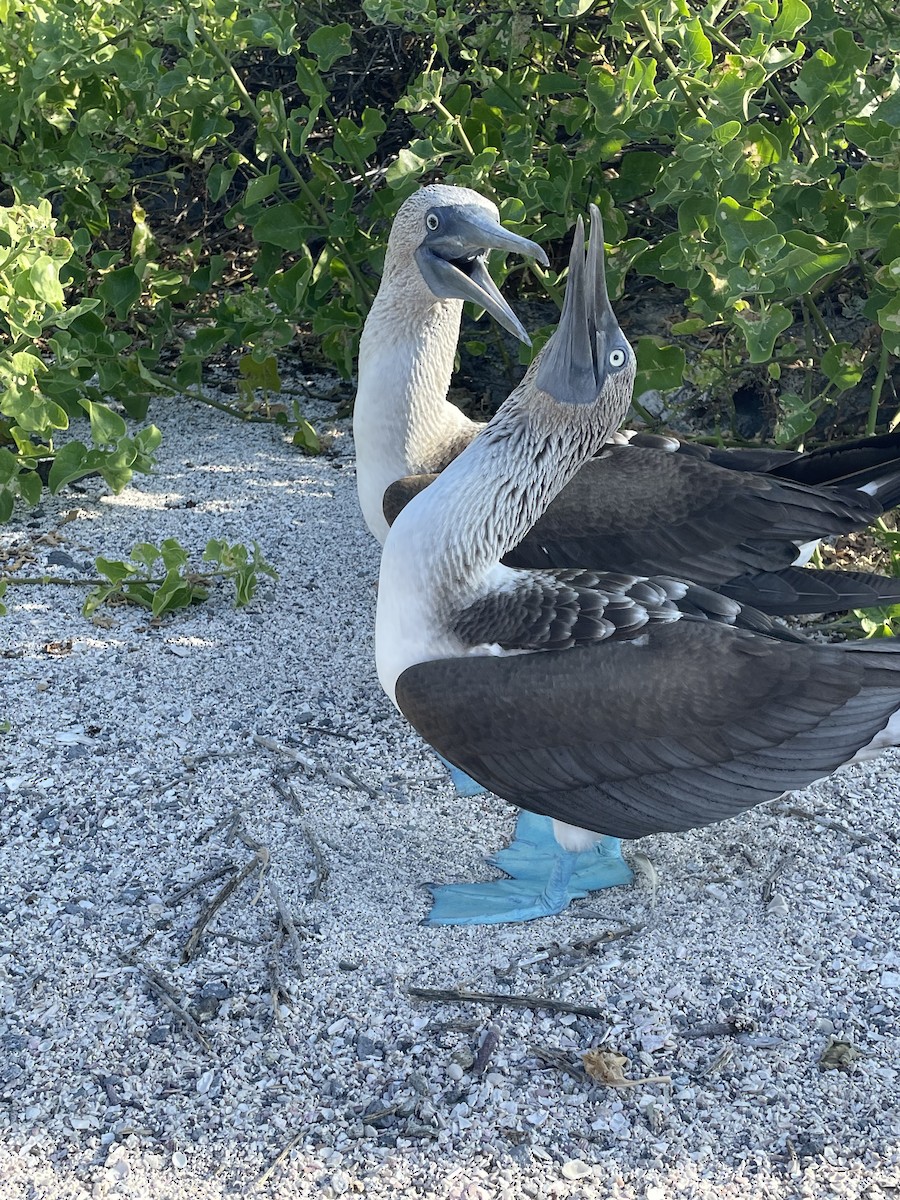 Fou à pieds bleus - ML440567611