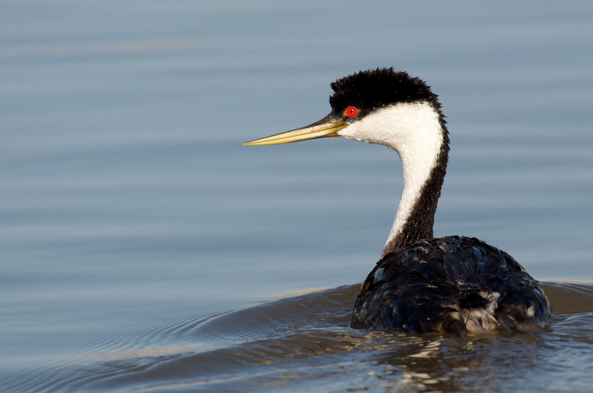 Western Grebe - Amanda Guercio