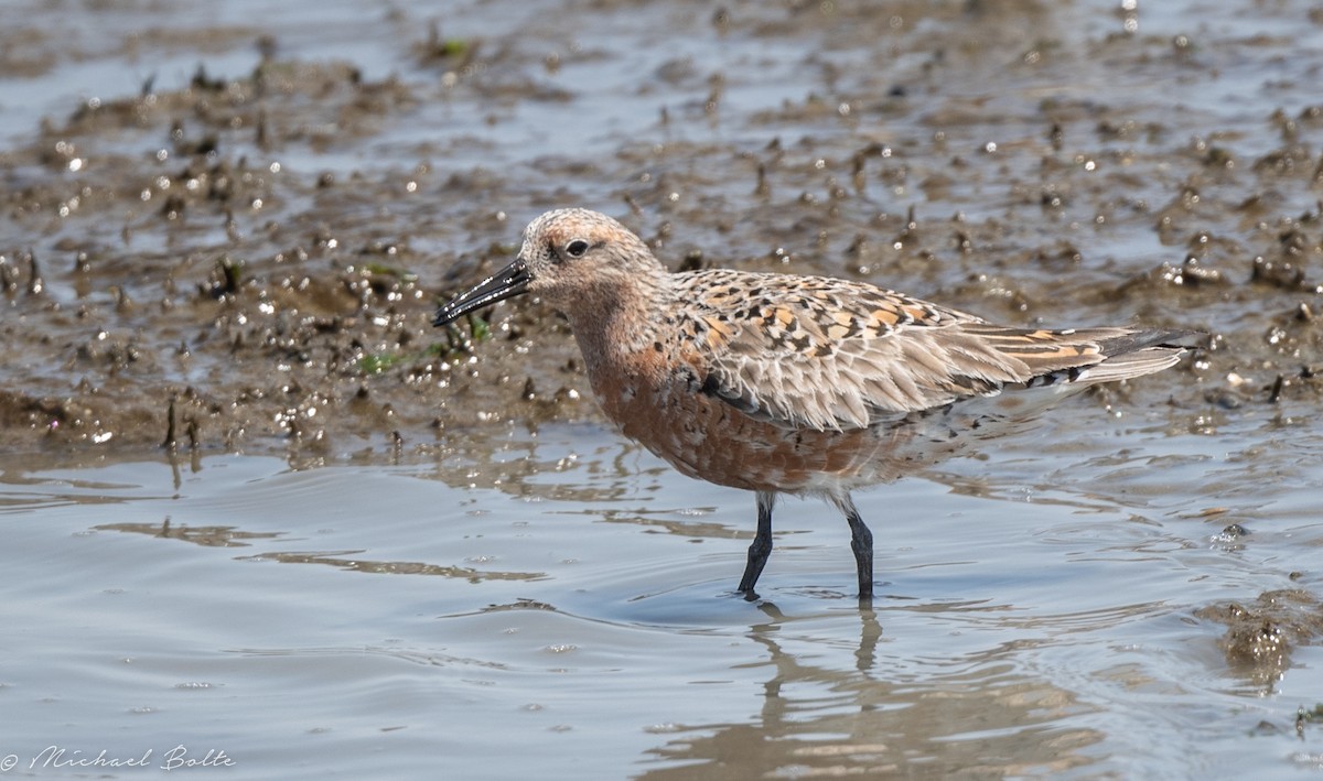 Red Knot - ML440570601