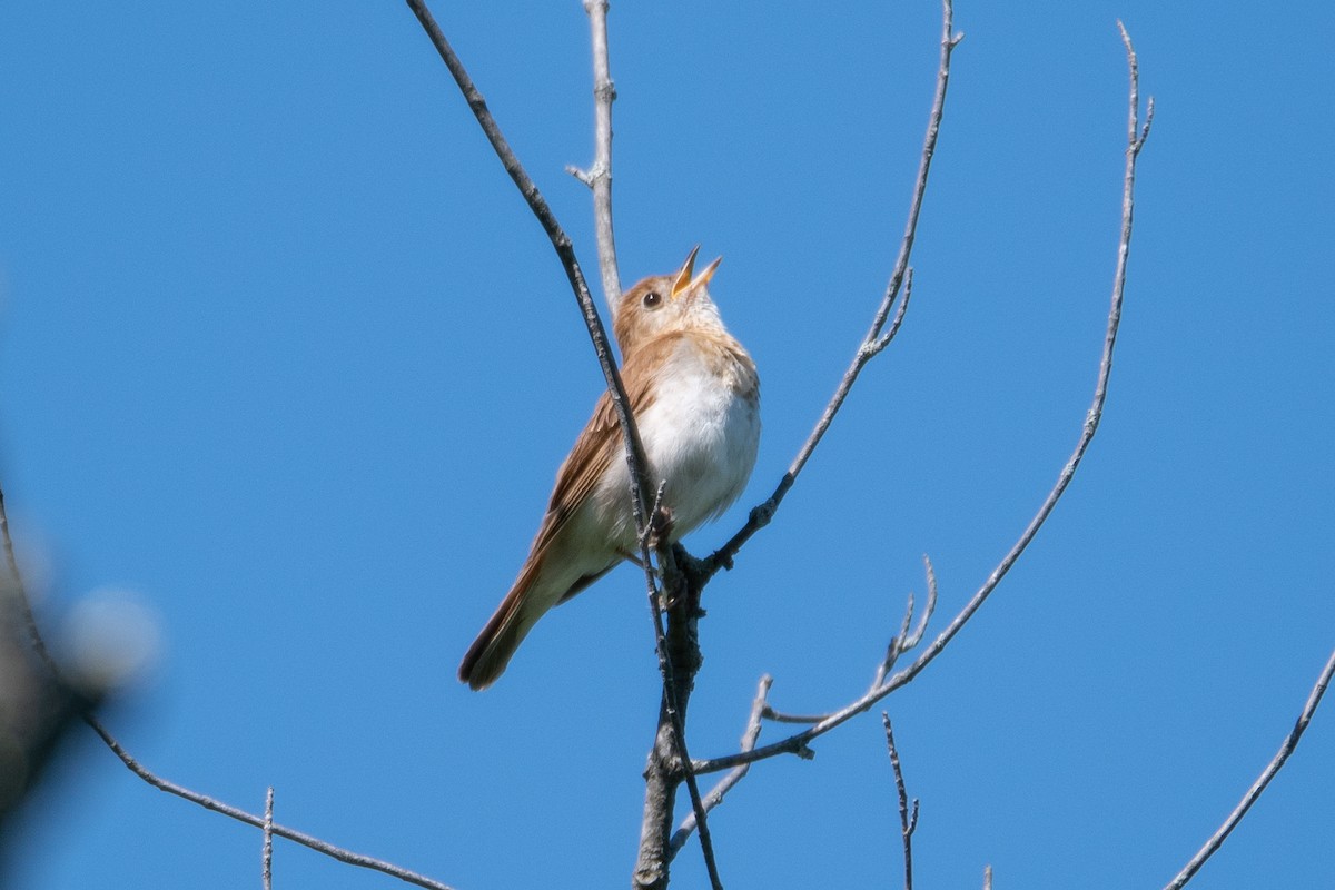 Veery - ML440571431