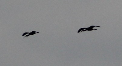 ibis hnědý - ML440571661
