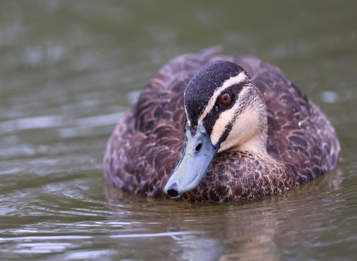 Pacific Black Duck - Andy Gee