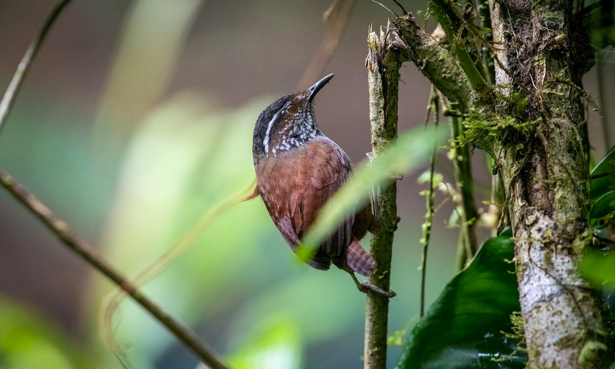 Gray-breasted Wood-Wren - Nahuel Medina