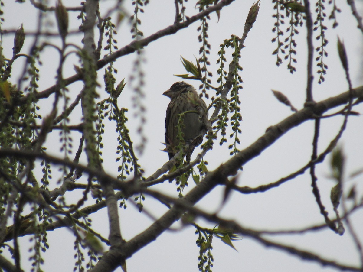 Rose-breasted Grosbeak - ML440574851