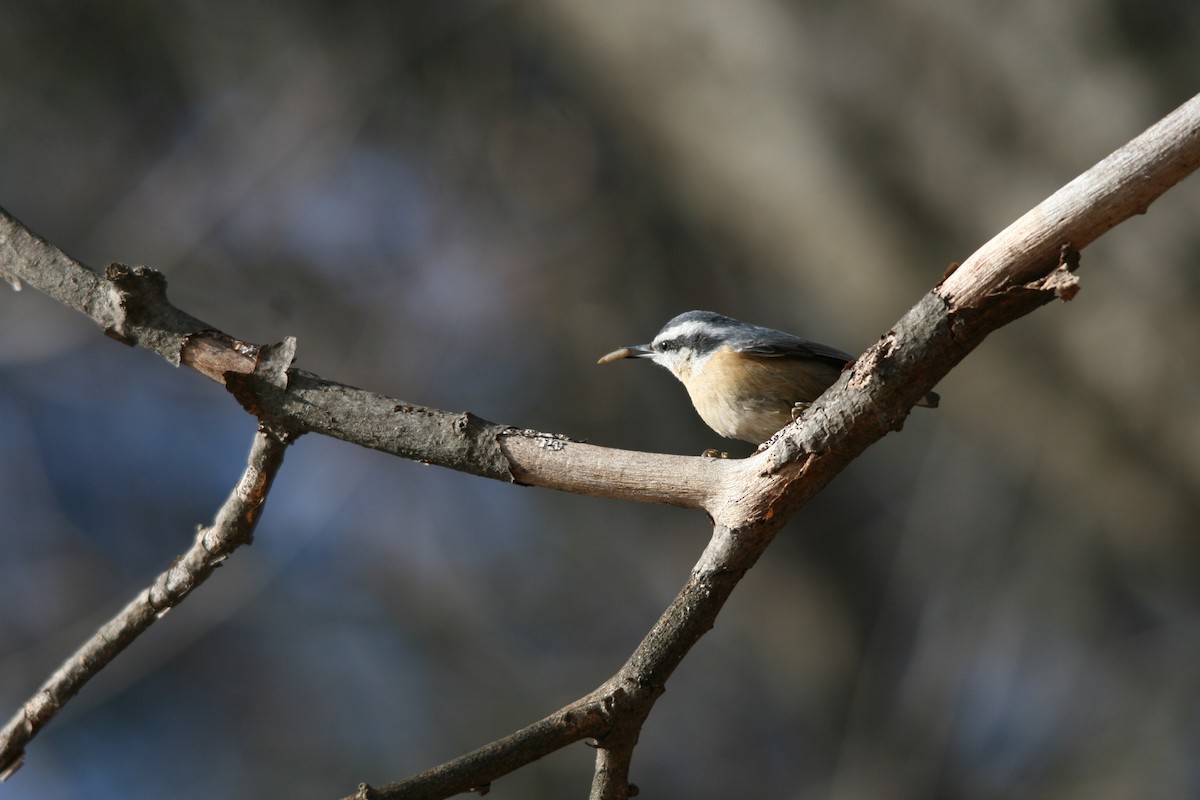 Red-breasted Nuthatch - ML440575111